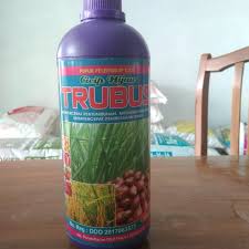 Trubus