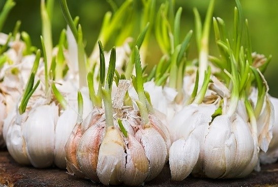 Cara Menanam Bawang Putih yang Benar agar Tidak Gagal Panen