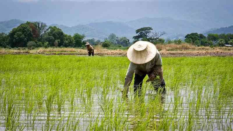 Tips Menjadi Petani Sukses