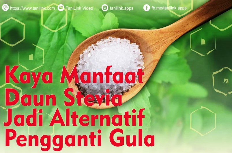 Kaya Manfaat, Daun Stevia Jadi Altrenatif Pengganti Gula